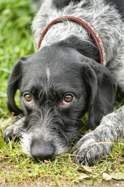 German Wirehaired Pointer clipart