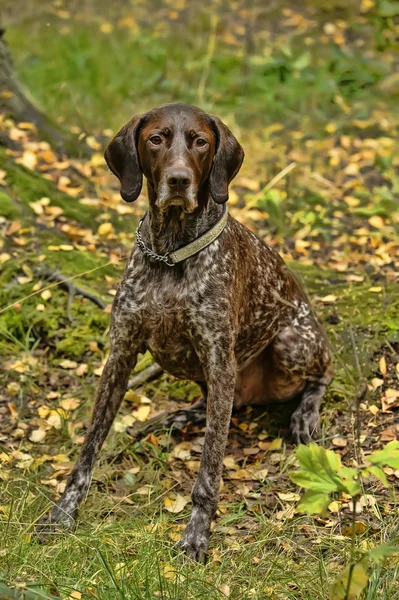 Deutsch kurzhaar Alman kısa tüylü işaret eden köpek — Stok fotoğraf