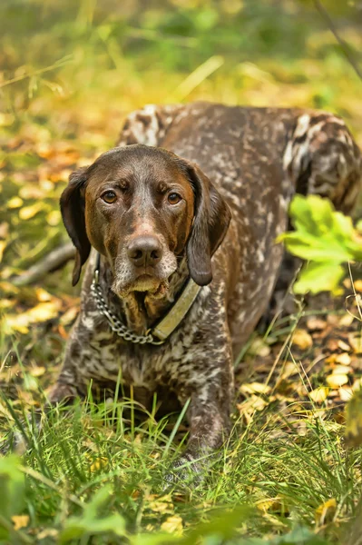 Deutsch kurzhaar Duitse korthaar aanwijsapparaat hond — Stockfoto