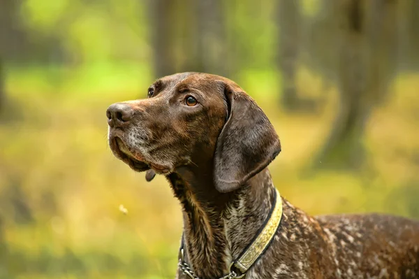 Deutsch kurzhaar Alman kısa tüylü işaret eden köpek — Stok fotoğraf