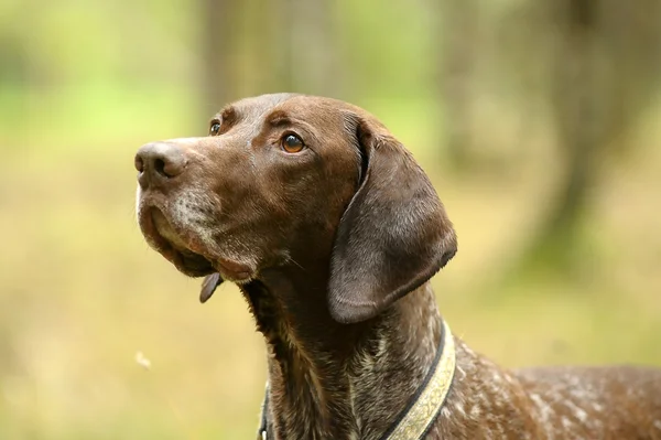 Deutsch kurzhaar Duitse korthaar aanwijsapparaat hond — Stockfoto