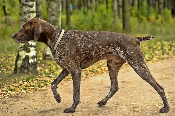 Deutsch kurzhaar tyska korthårig pointing dog — Stockfoto