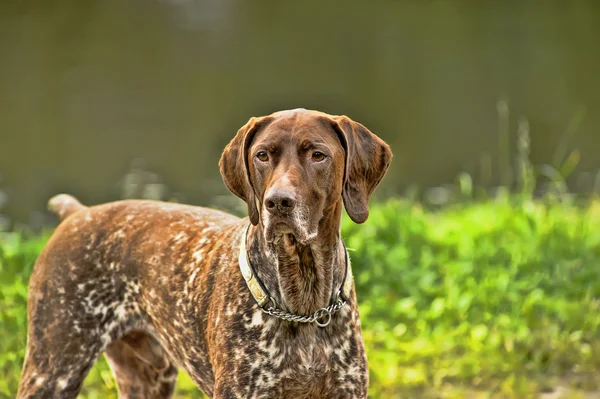 Deutsch Kurzhaar Alemão de cabelos curtos Cão Apontador — Fotografia de Stock