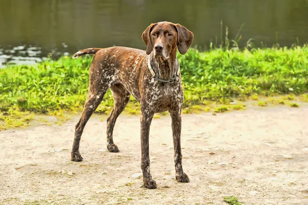 Deutsch kurzhaar Alman kısa tüylü işaret eden köpek — Stok fotoğraf