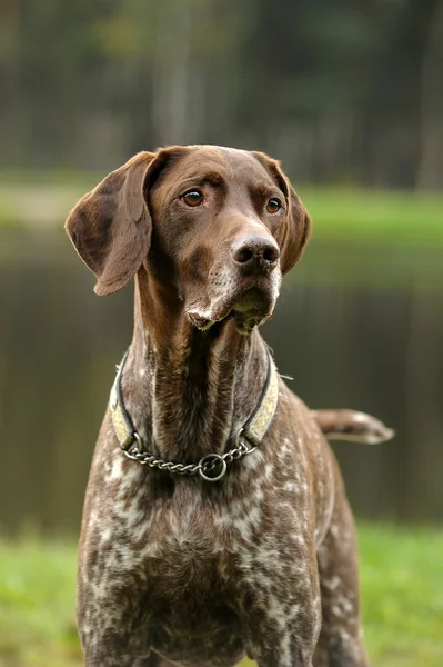 Deutsch Κούρτσχααρ γερμανικό κοντά μαλλιά σκυλί κατάδειξης — Φωτογραφία Αρχείου