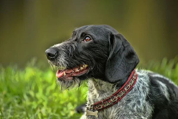 German Wirehaired Pointer — Stock Photo, Image