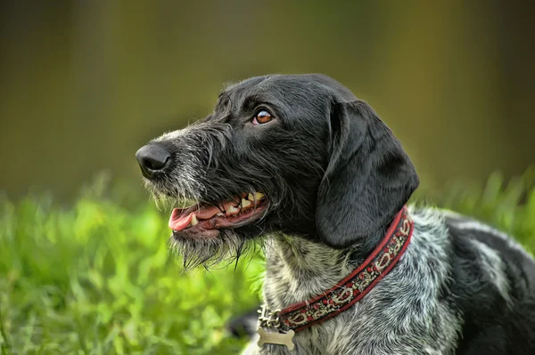 Wirehaired Німецька жорсткошерстна лягава — стокове фото