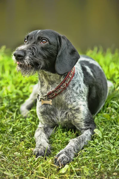 Puntatore tedesco wirehaired — Foto Stock