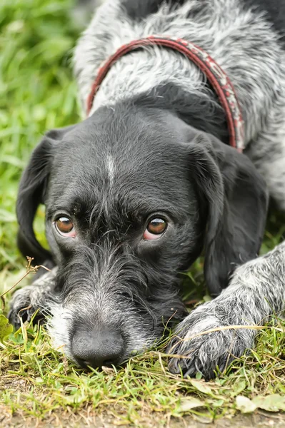 독일 wirehaired 포인터 — 스톡 사진