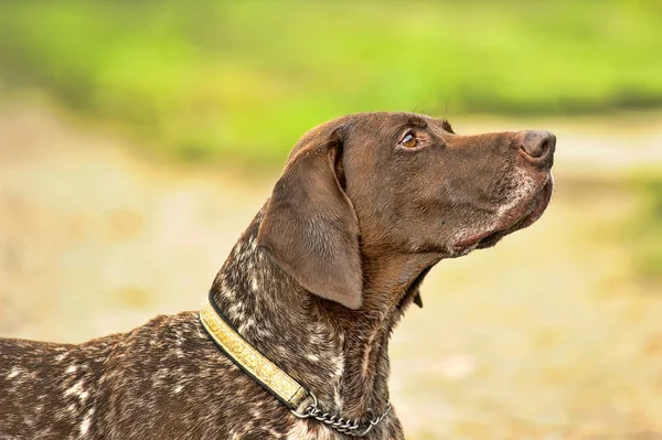 Deutsch rasowe niemiecki krótkowłosy pies wystawiający — Zdjęcie stockowe
