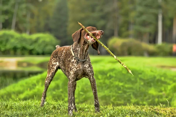 Deutsch Kurzhaar German Short-hair Pointing Dog — стоковое фото