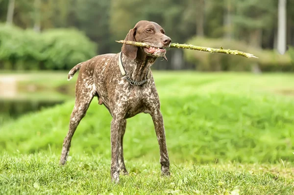 Deutsch kurzhaar Duitse korthaar aanwijsapparaat hond — Stockfoto