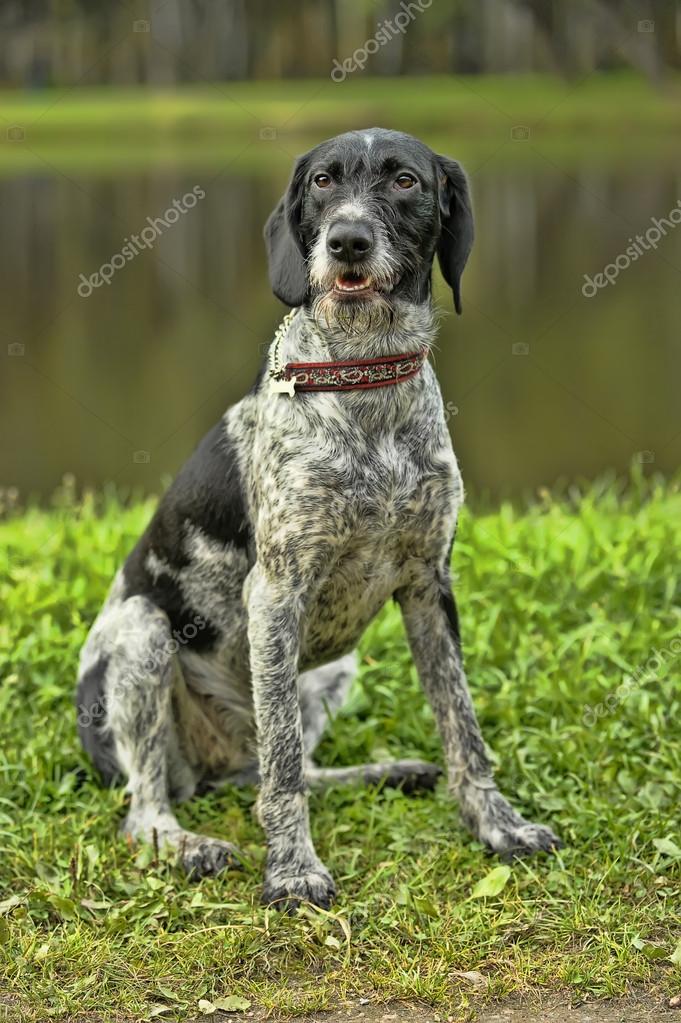 Black and white german wirehaired pointer cheap