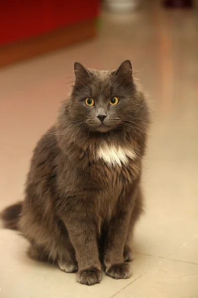 Gray fluffy cat — Stock Photo, Image