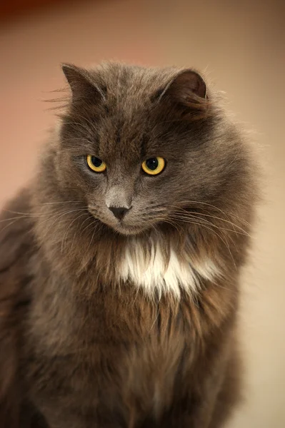 灰色只毛绒绒的猫 — 图库照片