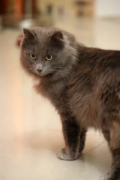 Gray fluffy cat — Stock Photo, Image