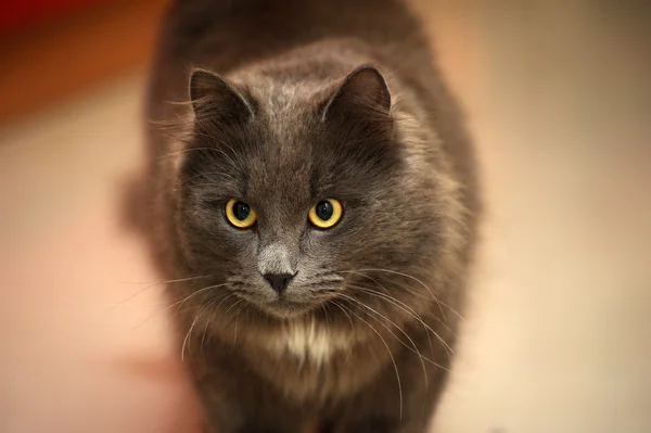 Сірий кіт пухнасті — стокове фото