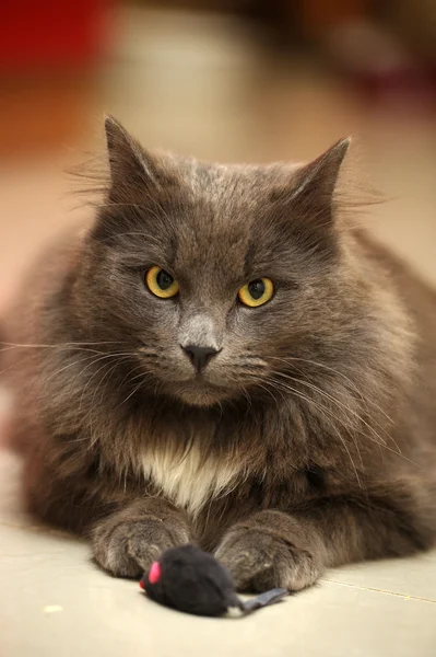 Gray fluffy cat — Stock Photo, Image