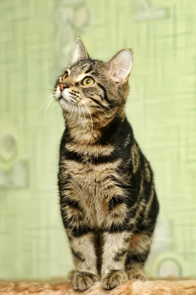 Tabby-Katze — Stockfoto