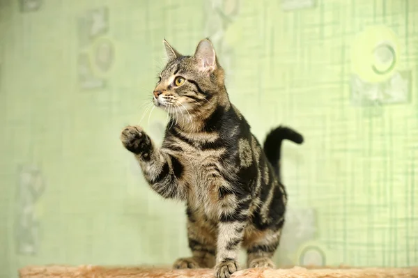 Gato de mesa — Fotografia de Stock