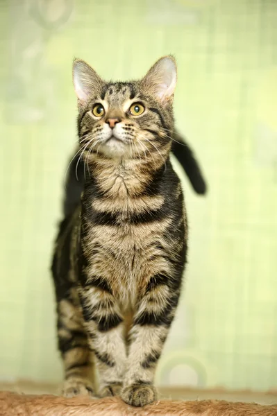 Gato de Tabby — Foto de Stock