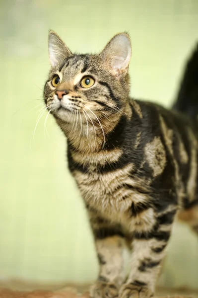 Gato de mesa — Fotografia de Stock