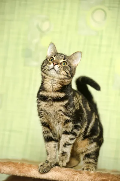 Gato de mesa — Fotografia de Stock