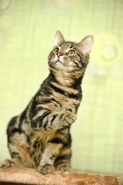 Tabby-Katze — Stockfoto