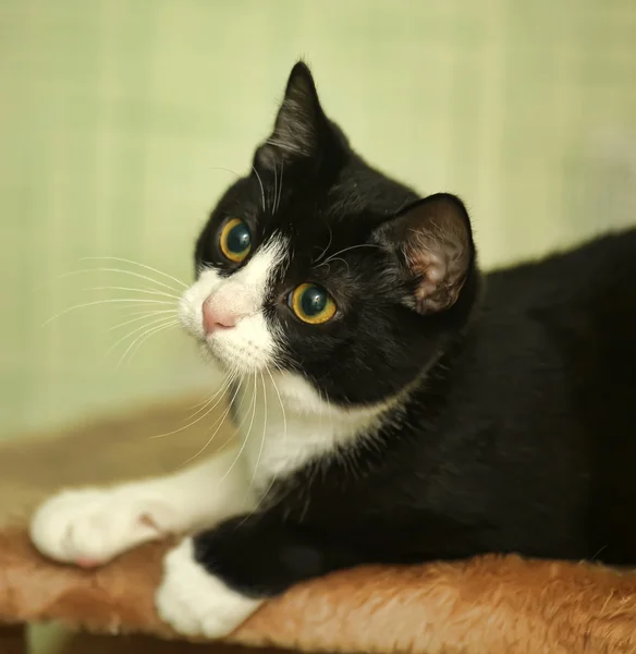 Gato preto e branco — Fotografia de Stock