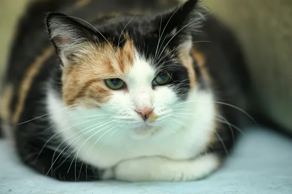 Триколорская кошка — стоковое фото
