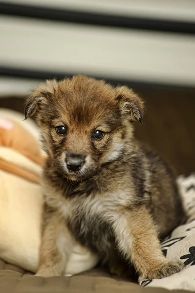 Brown cute puppy — Stock Photo, Image