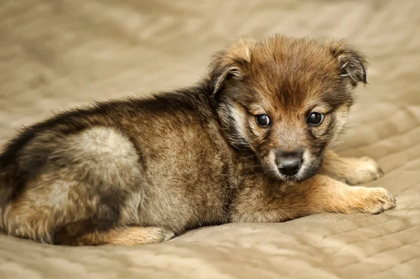 Bruin schattige puppy — Stockfoto