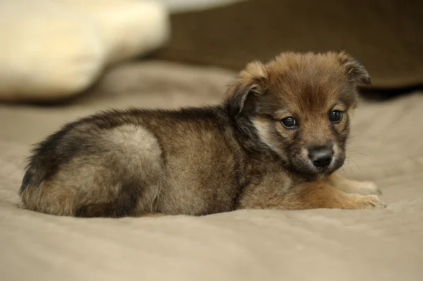 Brown lindo cachorro — Foto de Stock