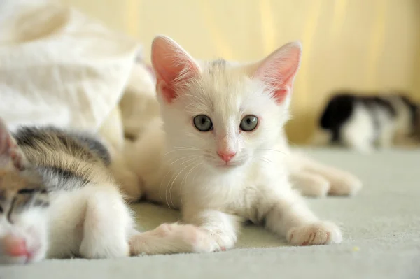 Белый котёнок на диване — стоковое фото