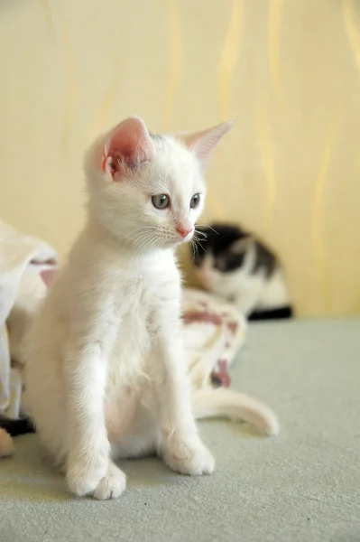 Vit kattunge på soffan — Stockfoto