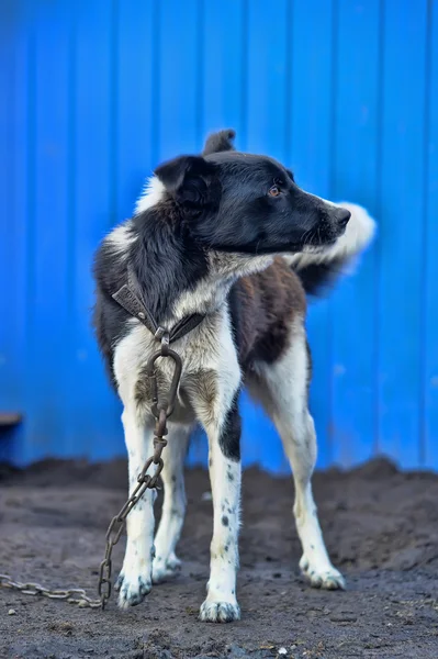 Dog on a chain — Stock Photo, Image