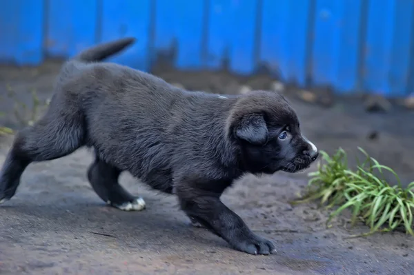 Roztomilé malé černé štěně — Stock fotografie
