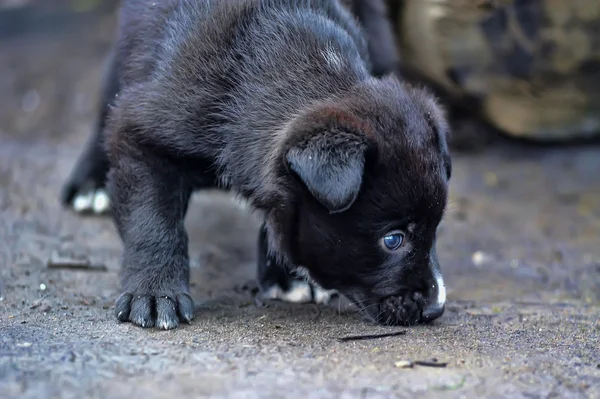 Lindo perrito negro — Foto de Stock