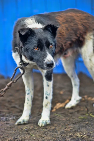 Dog on a chain — Stock Photo, Image