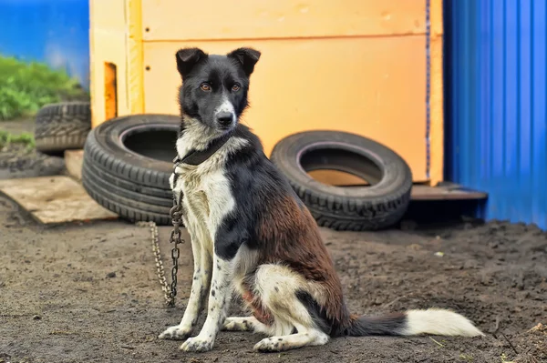 Собака на цепи — стоковое фото
