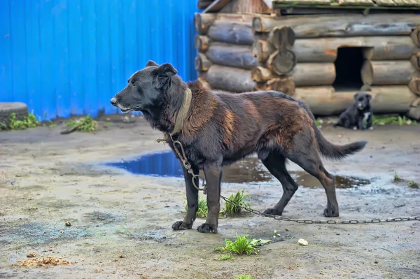 Perro en una cadena —  Fotos de Stock