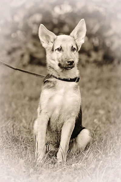 Half-breed shepherd puppy — Stock Photo, Image