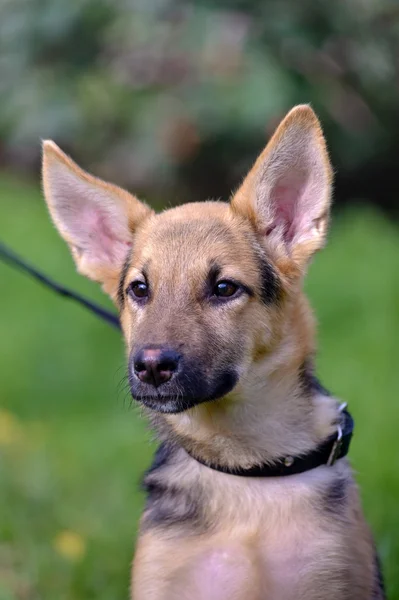 Cachorro pastor mestizo — Foto de Stock