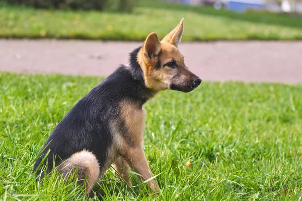 Halfbloed herder puppy — Stockfoto