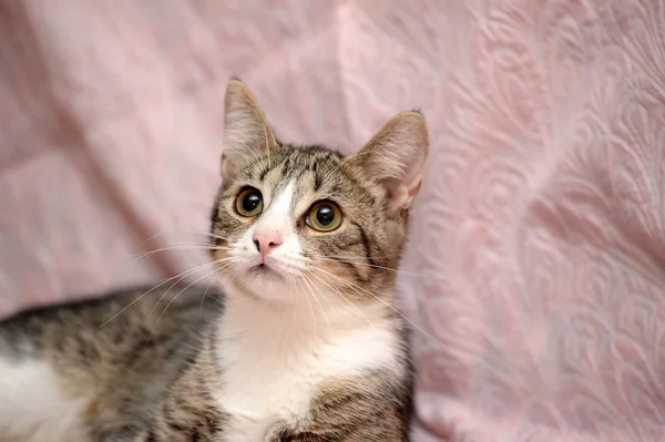 Tabby with white looking — Stock Photo, Image