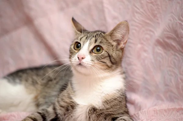 Tabby with white looking — Stock Photo, Image