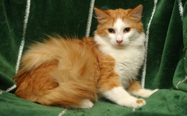 Ginger and white cat — Stock Photo, Image