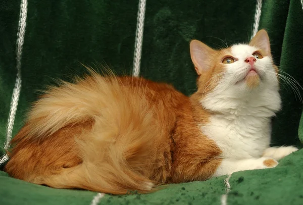 Kızıl ve beyaz kedi — Stok fotoğraf