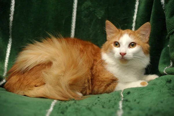 Ginger and white cat — Stock Photo, Image