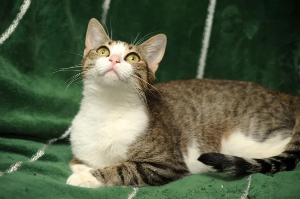 Tabby met witte op zoek — Stockfoto